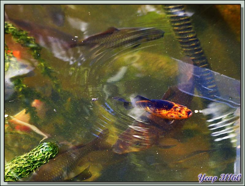 Des poissons de mon bassin - Lartigau - Milhas - 31
