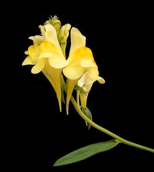 Fleurs cultivées : Linaires