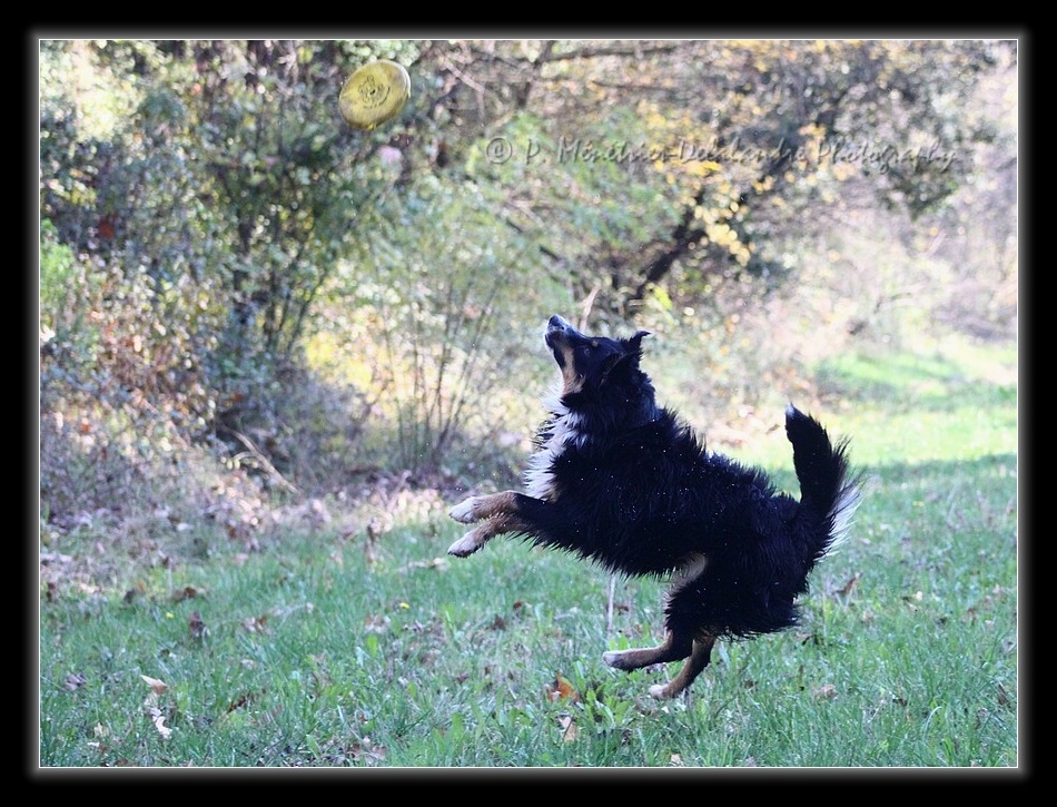 Apprentissage du Freezby-Dog...