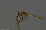 Odonata - Anisoptera