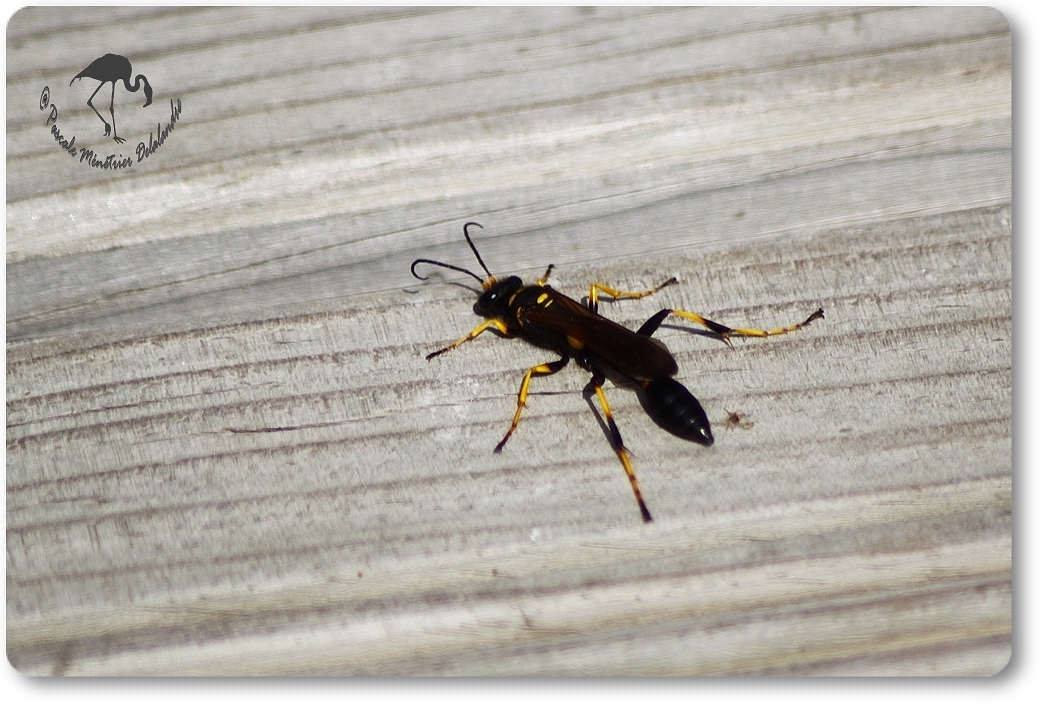 Amblyteles armatorius ?