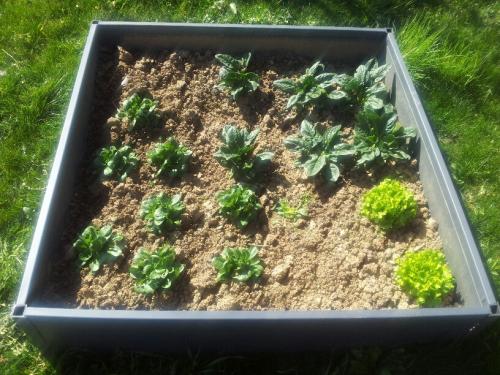 Salade