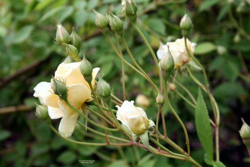 'Alister Stella Gray'