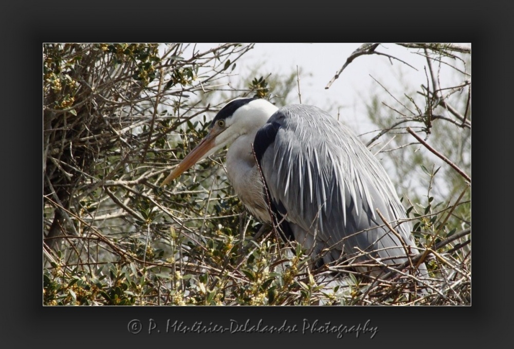 Brin de toilette d'un héron cendré...
