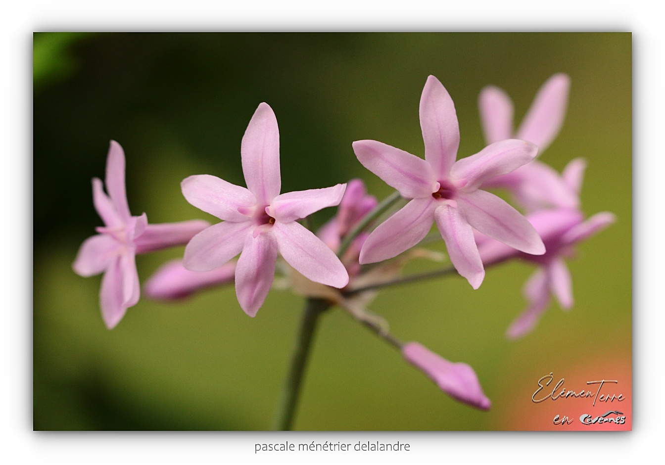 Tulbaghia