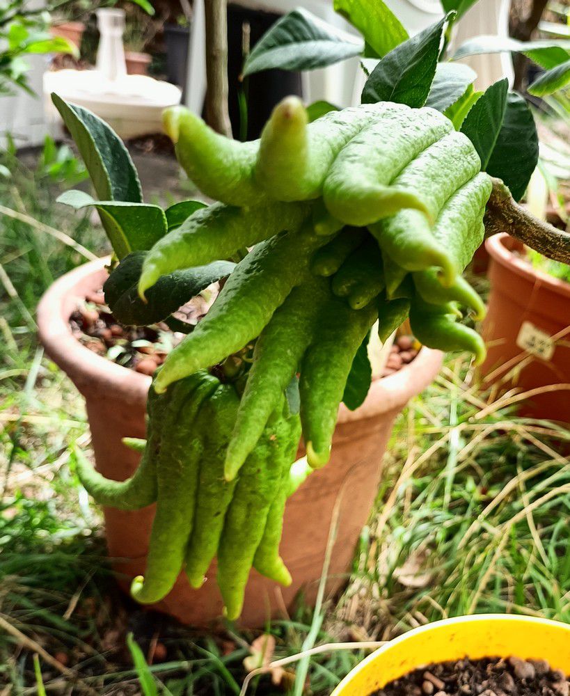 Mes citronniers "Mains de bouddha" - août 2022...