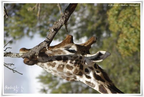 Girafe de Rothschild
