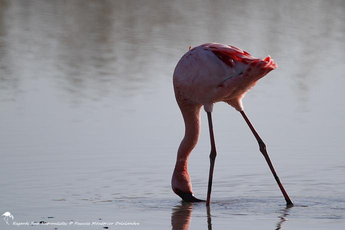 Flamant nain