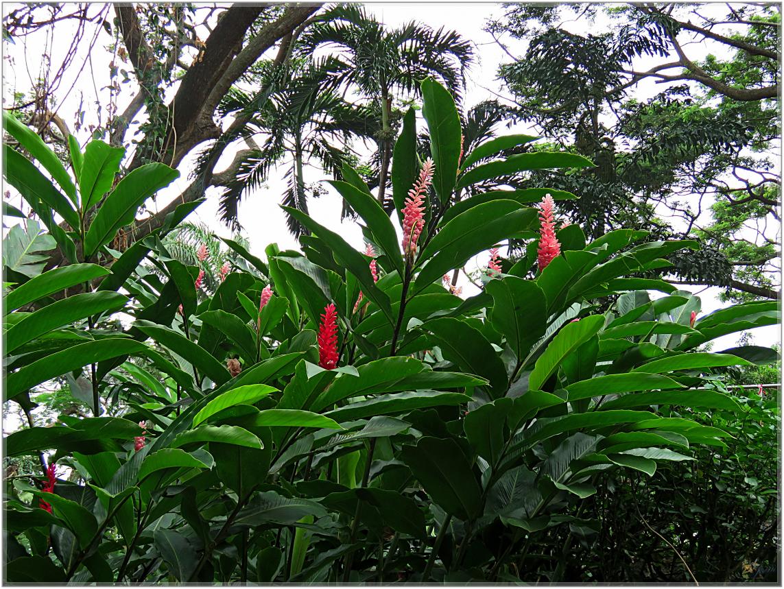 FLEURS VENUS D'AILLEURS   No 2