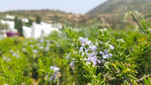 Le balcon posé sur la mer (19) entre Σίφνος (Bαθύ) et Mήλος