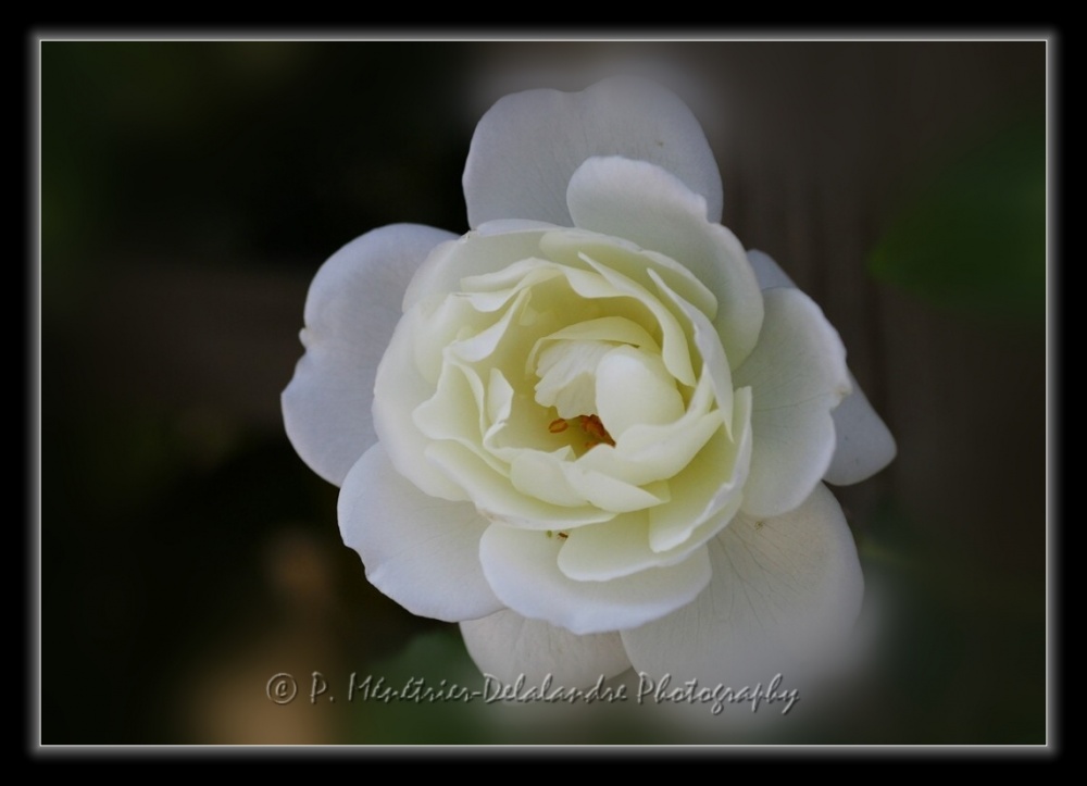 Roses blanches...