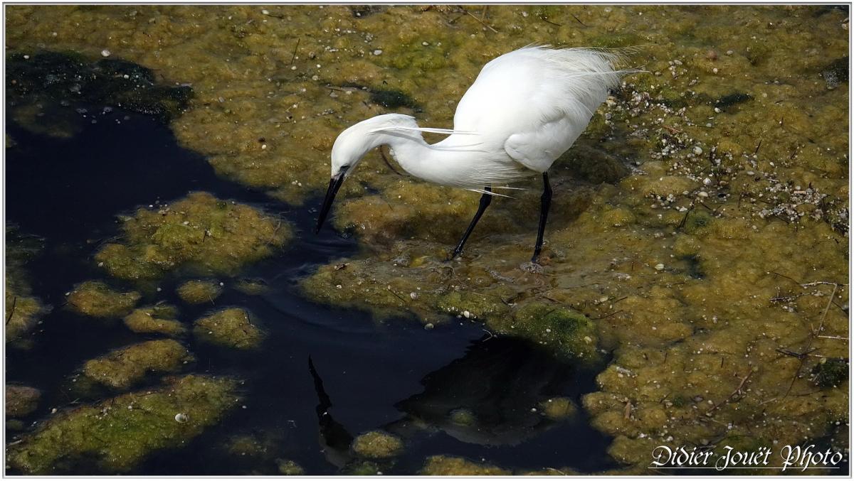 Aigrette Garzette (Egretta garzetta)
