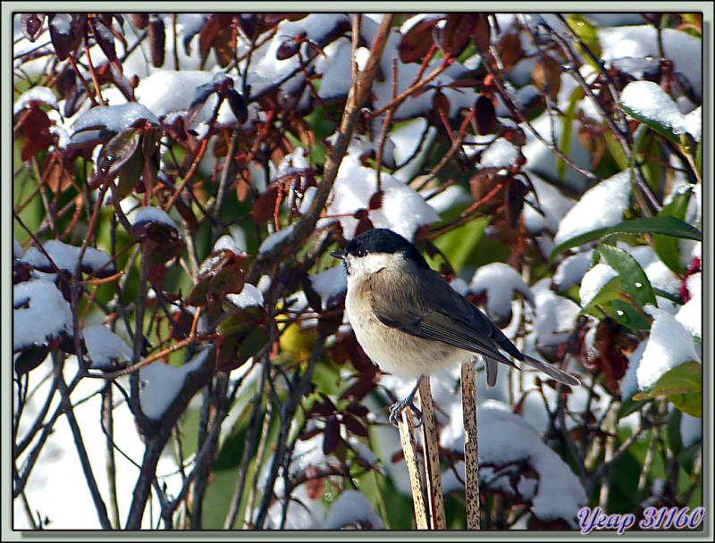 Mésange nonnette (Poecile palustris) - Lartigau - Milhas - 31 (Faune)