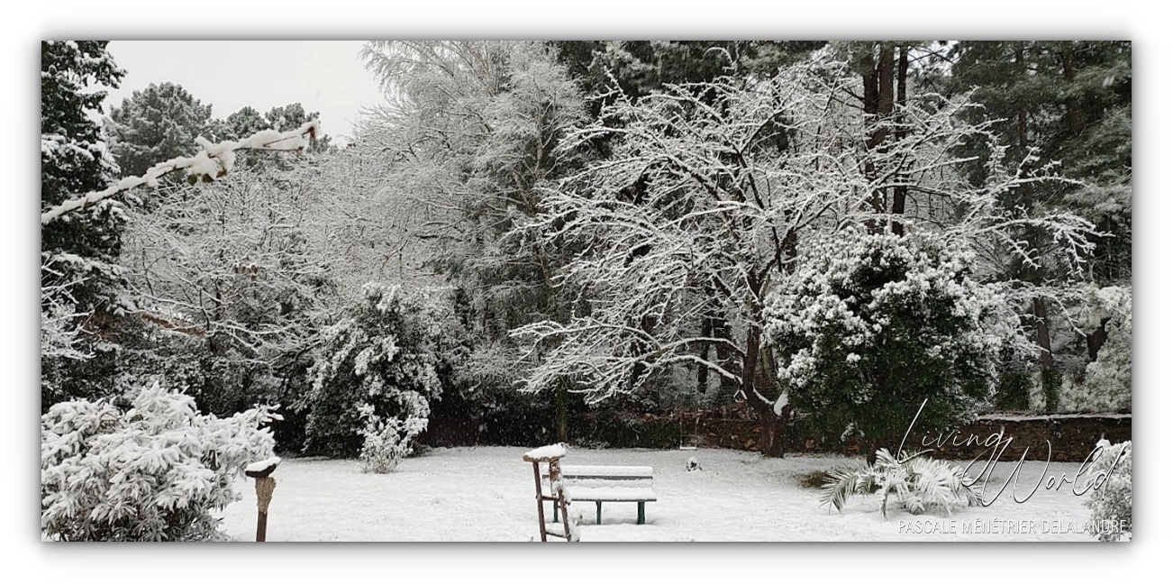 Quelques oiseaux du refuge un jour de neige...