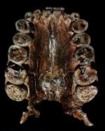 Prémices de l'Humanité en Afrique