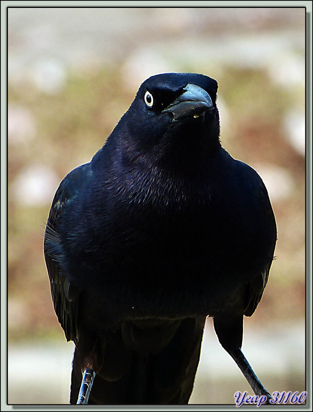 Blog de images-du-pays-des-ours : Images du Pays des Ours (et d'ailleurs ...), Comme le rapace, ce quiscale à longue queue essaie de voler quelque gourmandise - Ciudad de Panamá