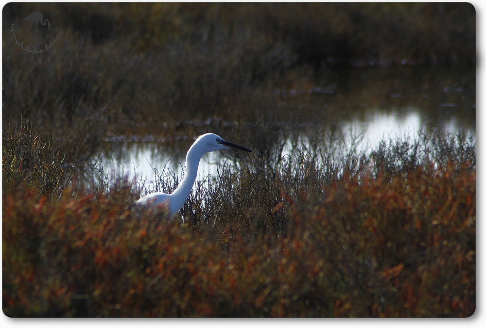 Aigrette Garzette dans la sansouire...