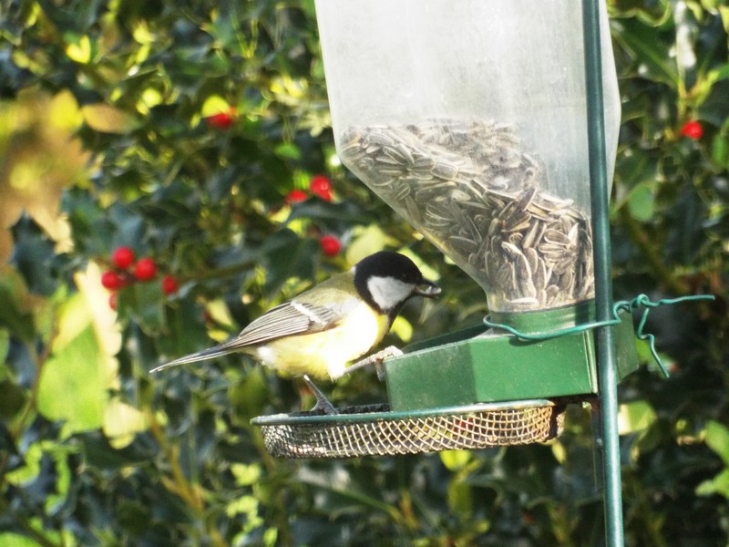 Les visiteurs au jardin ...