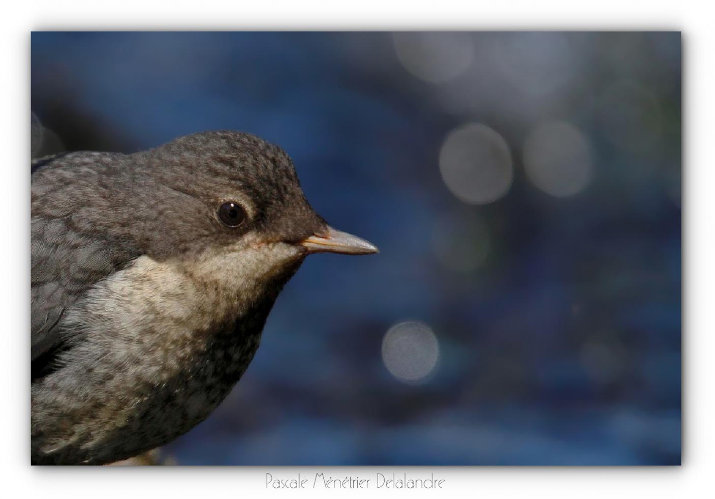 Cincles plongeurs juvéniles