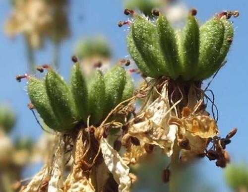 Fleurs cultivées :