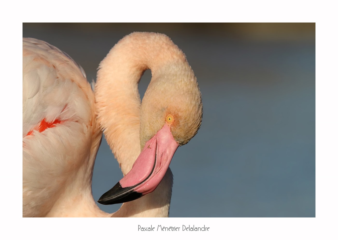 Flamants roses du Méjean