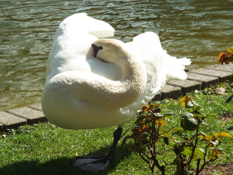 cygnes