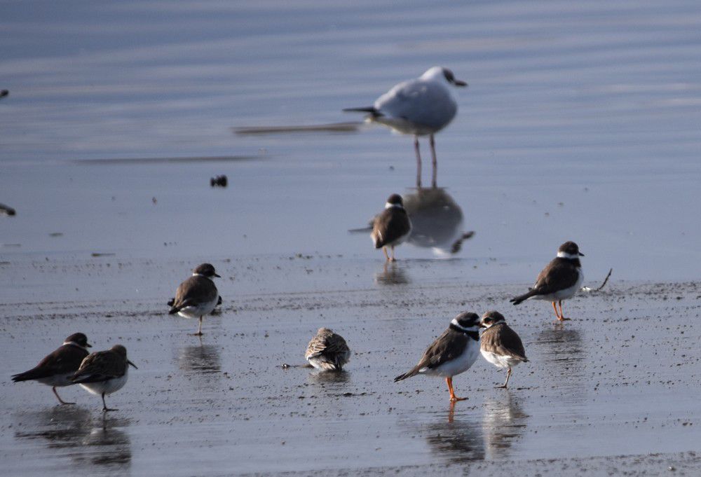 Grands gravelots et mouettes rieuses - mars 2024...