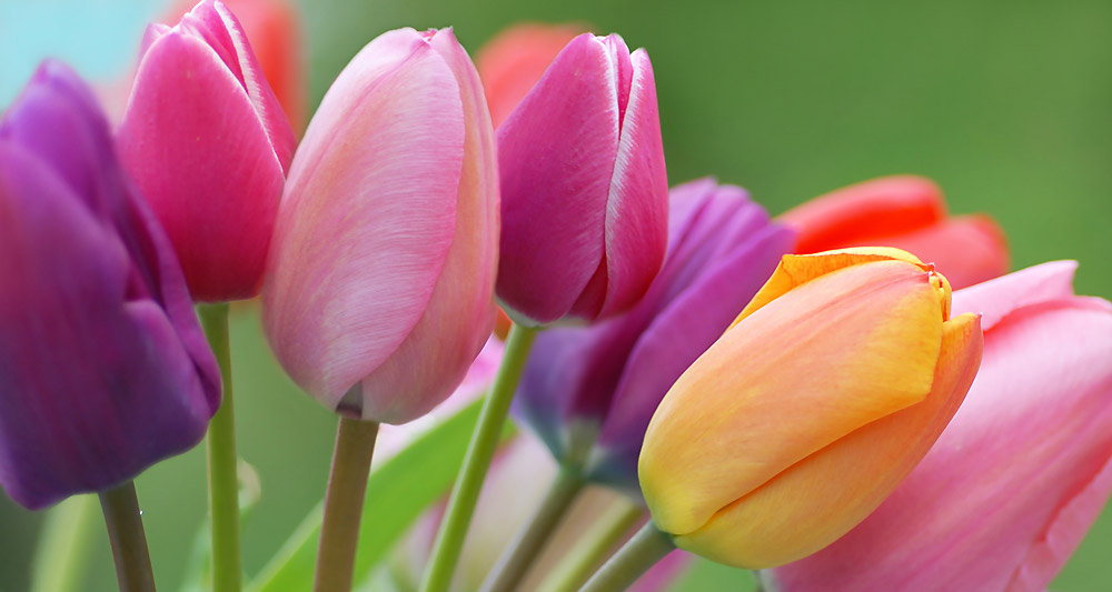 La tulipe fleur du printemps - entre sel et mer