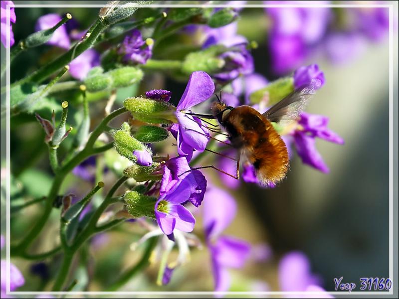Grand Bombyle ou Bombyle bichon, Large Bee Fly (Bombylius major) - Milhas - 31