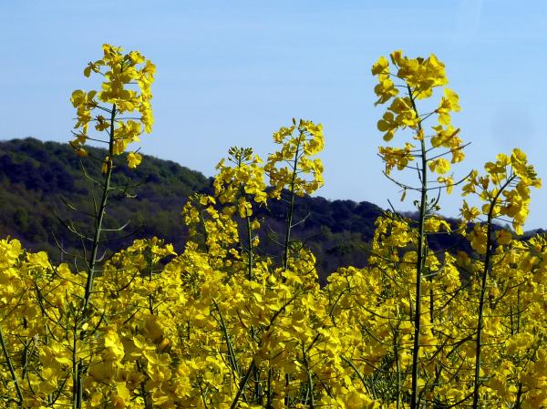 Symphonie en bleu et jaune avec Générations 13