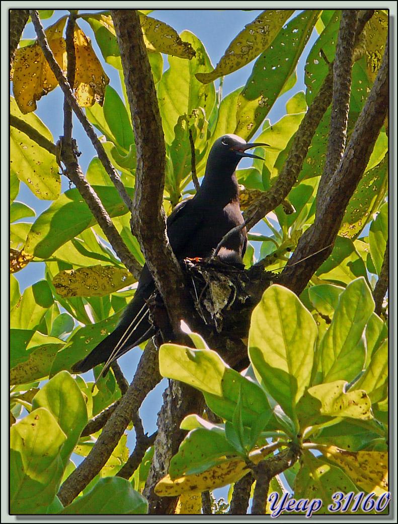 Noddi noir (Anous minutus) - Ile aux Oiseaux : Motu Puarua - Tikehau - Tuamotu - Polynésie française