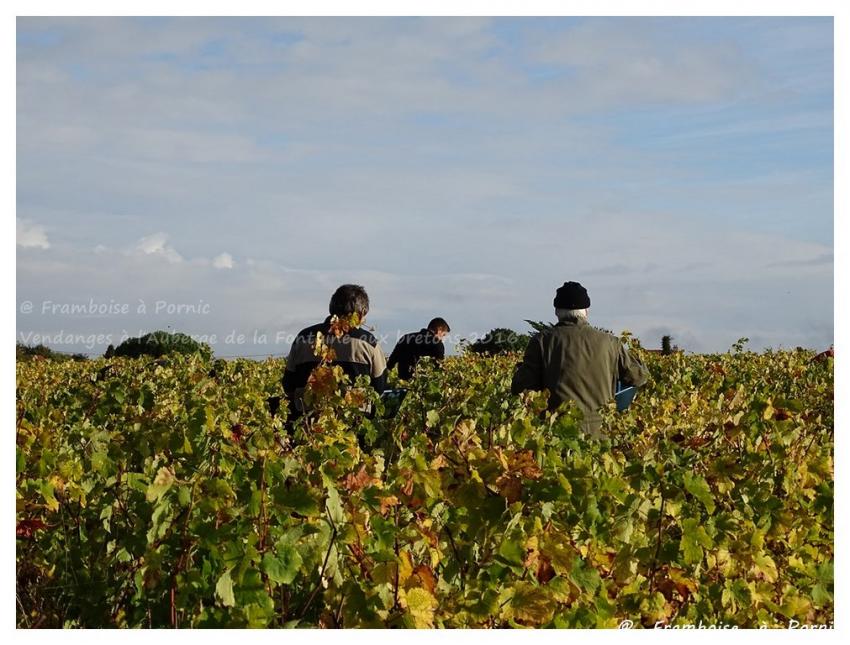 Pornic, Vendanges à l'Auberge de la Fontaine aux bretons - 2016