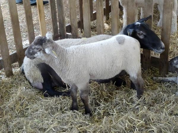 L'agriculture aux Journées Châtillonnaises 2015...