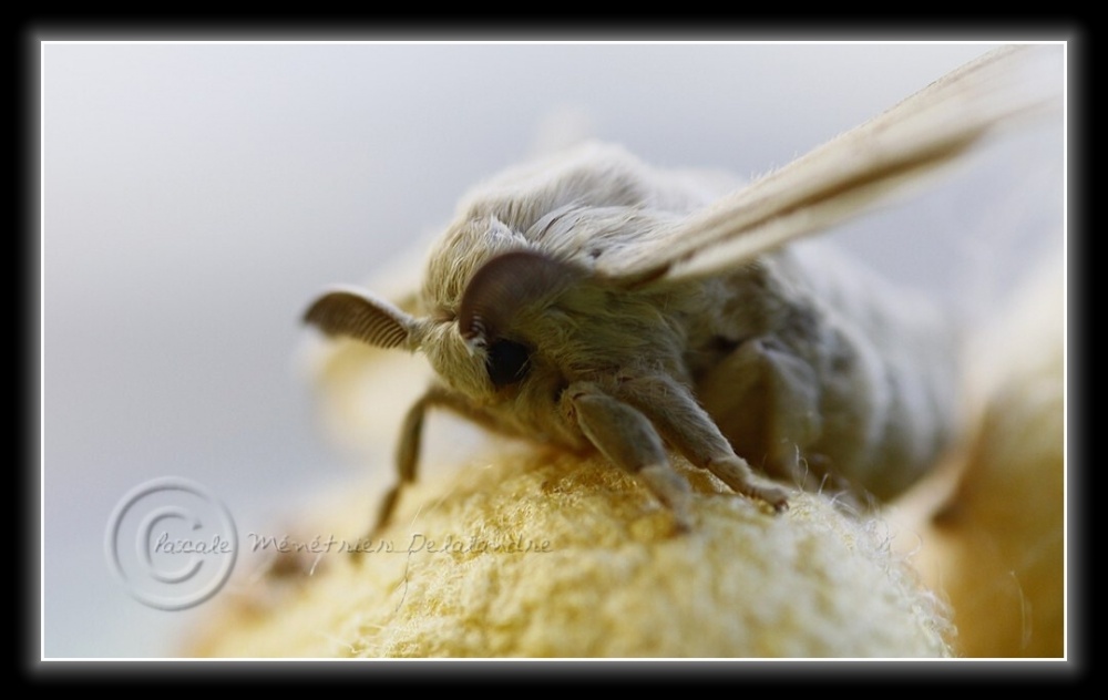 Naissance de mes deux premiers Bombyx du Mûrier...