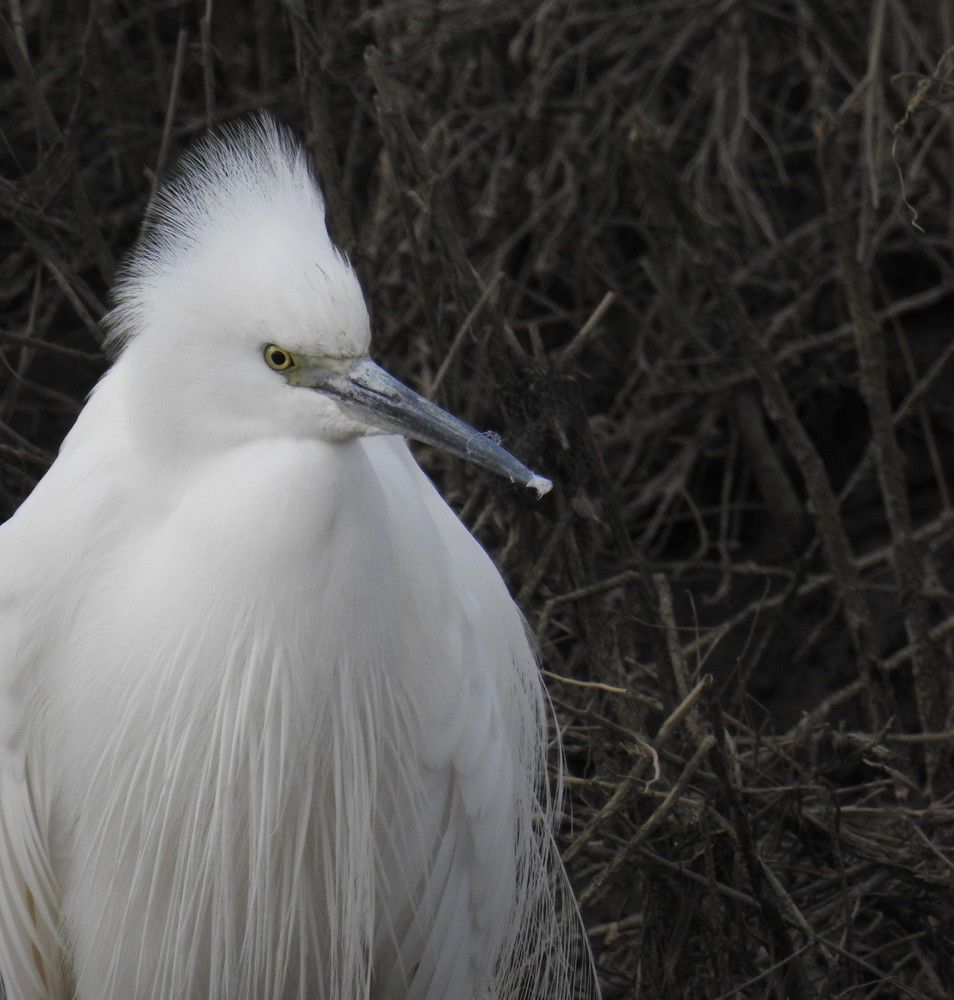 Aigrette garzette - février 2023...