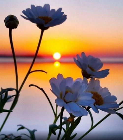 Bouquets marguerites(2)