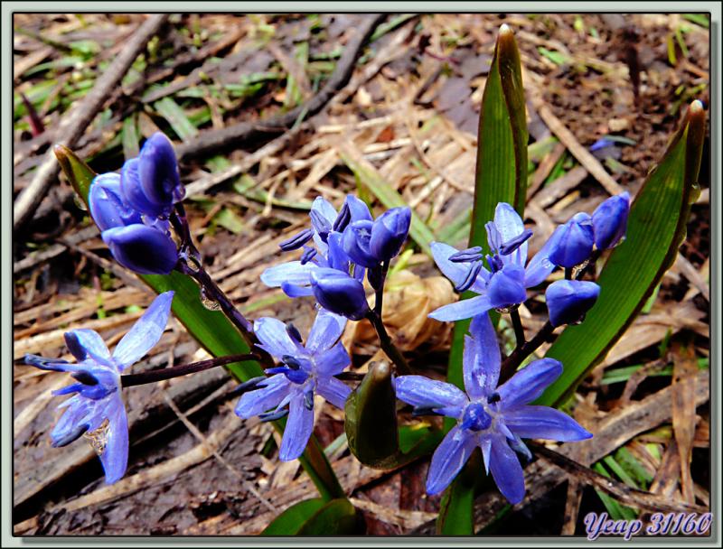 Scille à deux feuilles (Scilla bifolia) et crocus (Crocus vernus) - Lans-en-Vercors - 38  (Flore)