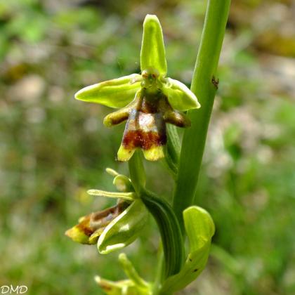 Ophrys aymoninii  -  ophrys d'Aymonin*