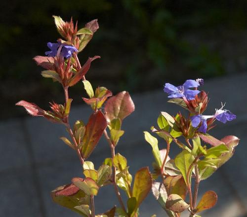 Fleurs cultivées : Plumbago