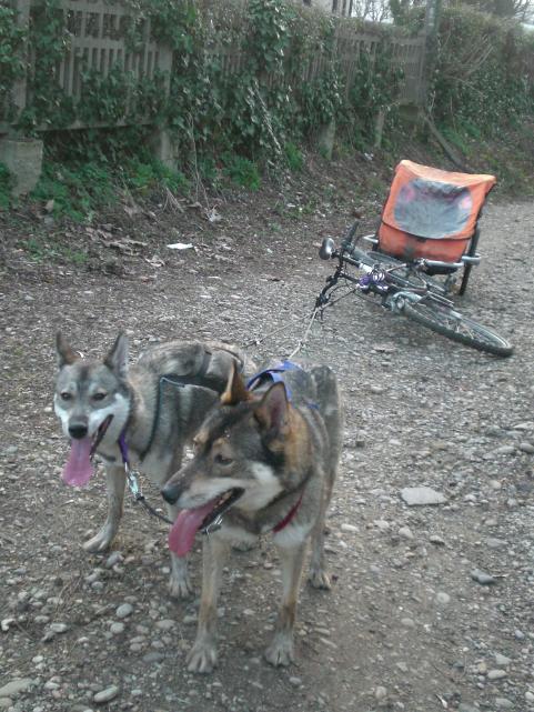 Le husky en ville