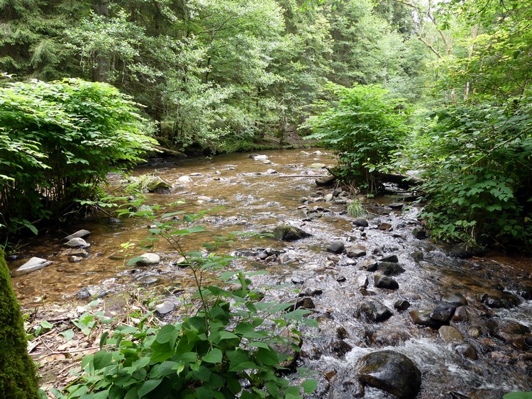 La Vologne depuis les îles