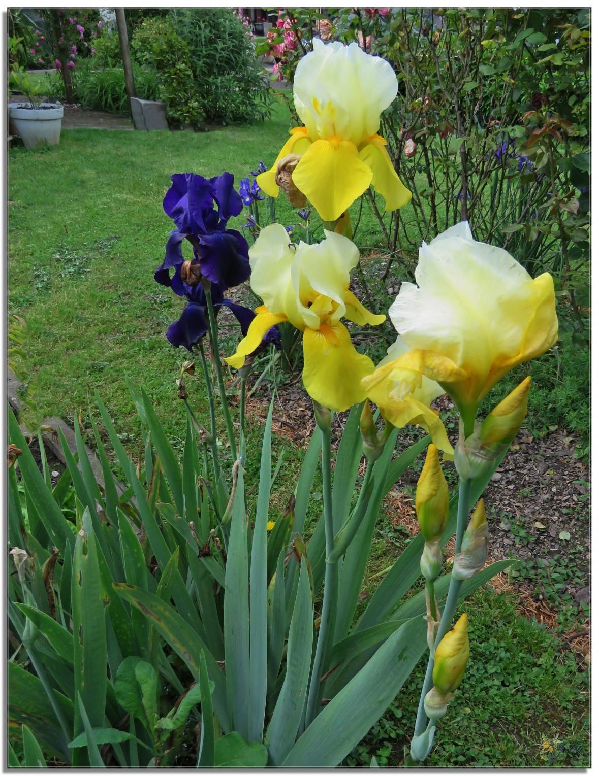 ENTRE  DEUX  AVERSES  AU  JARDIN 