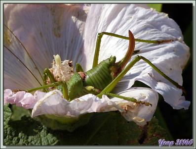 Sauterelle Ephippigère carénée femelle (Uromenus rugosicollis) - Lartigau - Milhas - 31