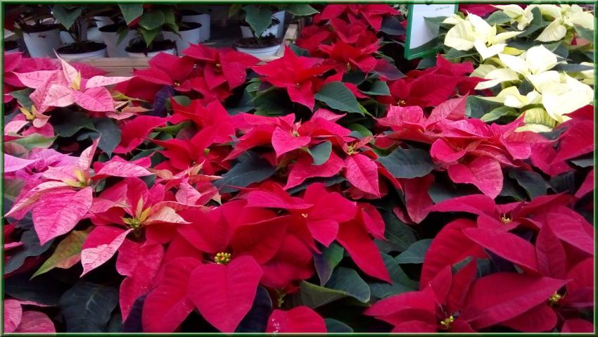 Des photos de plantes prises dans les jardineries