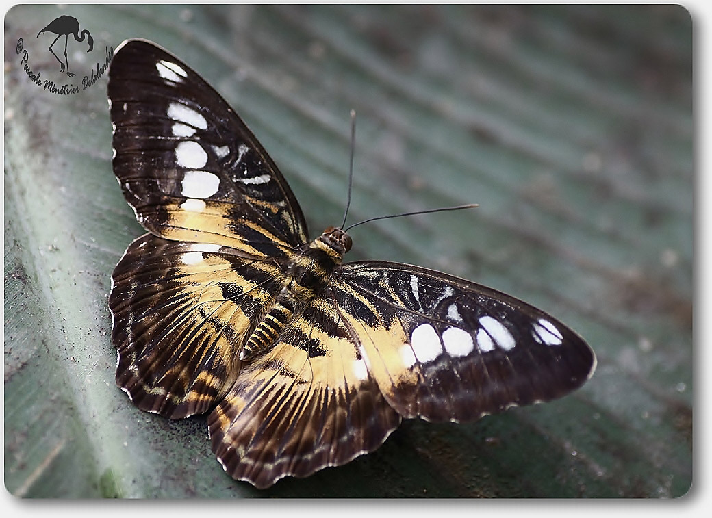 Parthenos sylvia -  Nymphalidae - Philippines