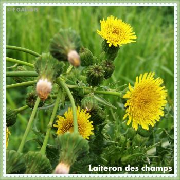Laiteron des champs-sonchus arvensis