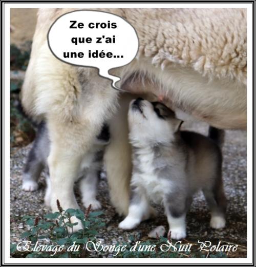 Portée de Lakmé (17 août 2023)