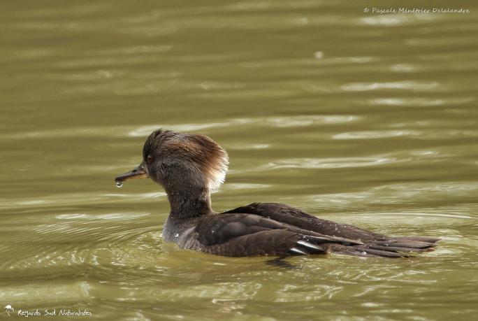 Harle couronné ♀