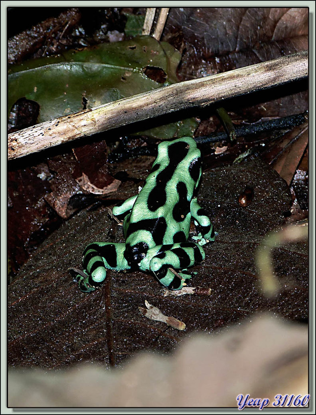 Blog de images-du-pays-des-ours : Images du Pays des Ours (et d'ailleurs ...), Grenouille Dendrobate Dorée (Dendrobates auratus) - Puerto Viejo de Sarapiqui - Costa Rica