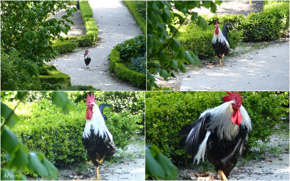 1er Mai, Fête confinée du Jardin des Plantes